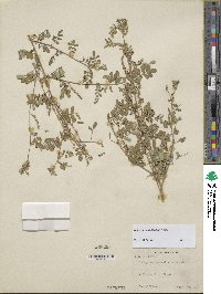 Indigofera bungeana image