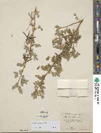 Indigofera bungeana image