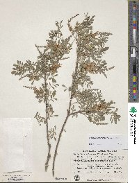 Indigofera heterantha image