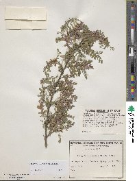 Indigofera heterantha image