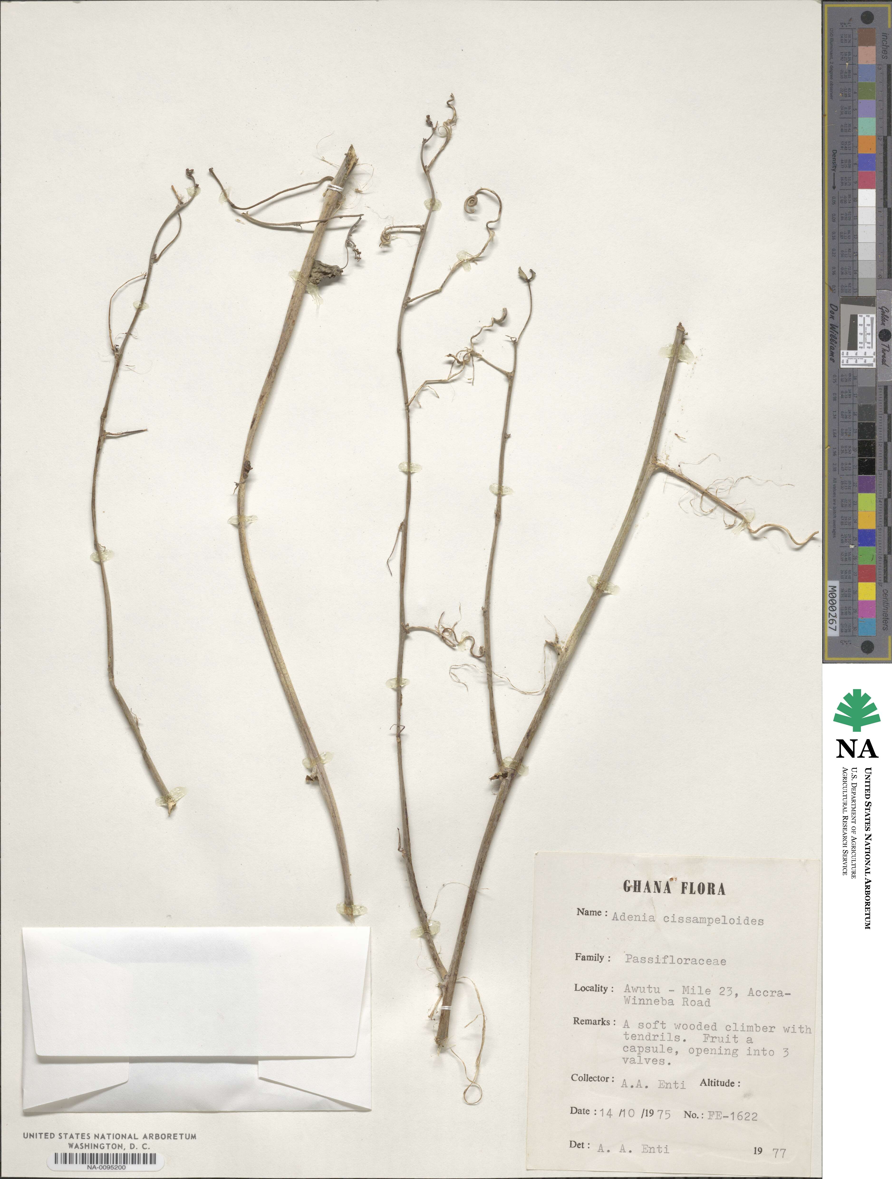 Adenia cissampeloides image