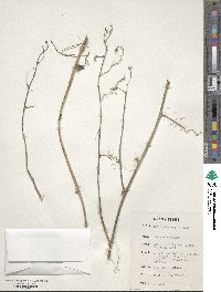 Image of Adenia cissampeloides