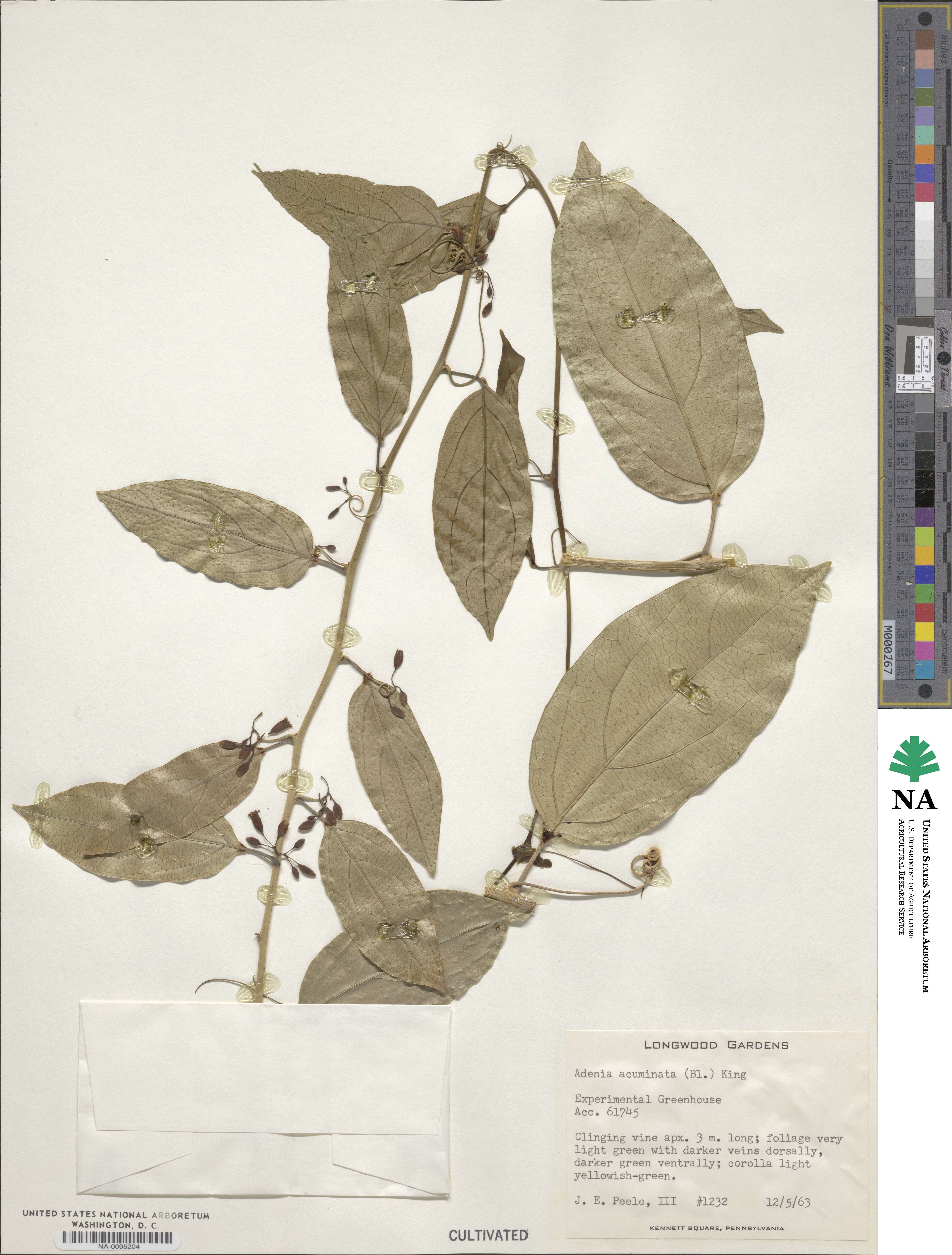 Adenia heterophylla subsp. heterophylla image