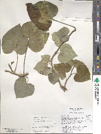 Hedera canariensis image