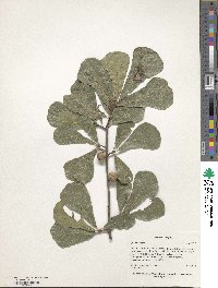 Quercus nigra image