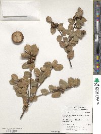 Quercus agrifolia image