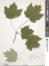 Acer rubrum image