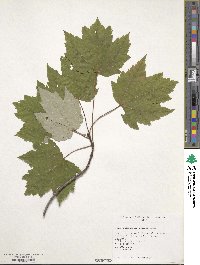 Acer rubrum image