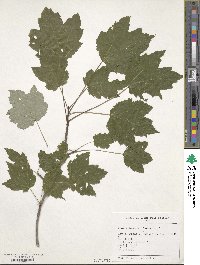 Acer rubrum image