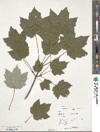 Acer rubrum image