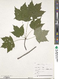 Acer rubrum image