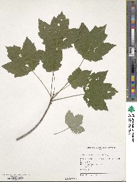 Acer rubrum image