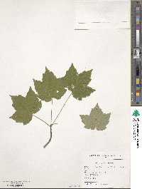 Acer rubrum image