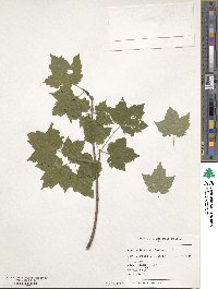 Acer rubrum image