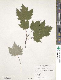 Acer rubrum image