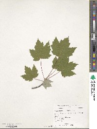 Acer rubrum image