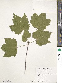 Acer rubrum image