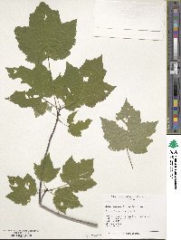 Acer rubrum image