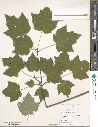 Acer rubrum image