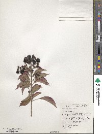 Hamelia rostrata image