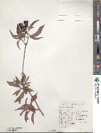 Hamelia rostrata image