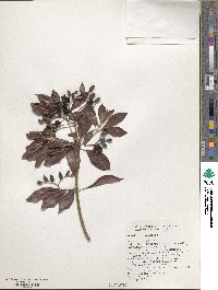 Hamelia rostrata image