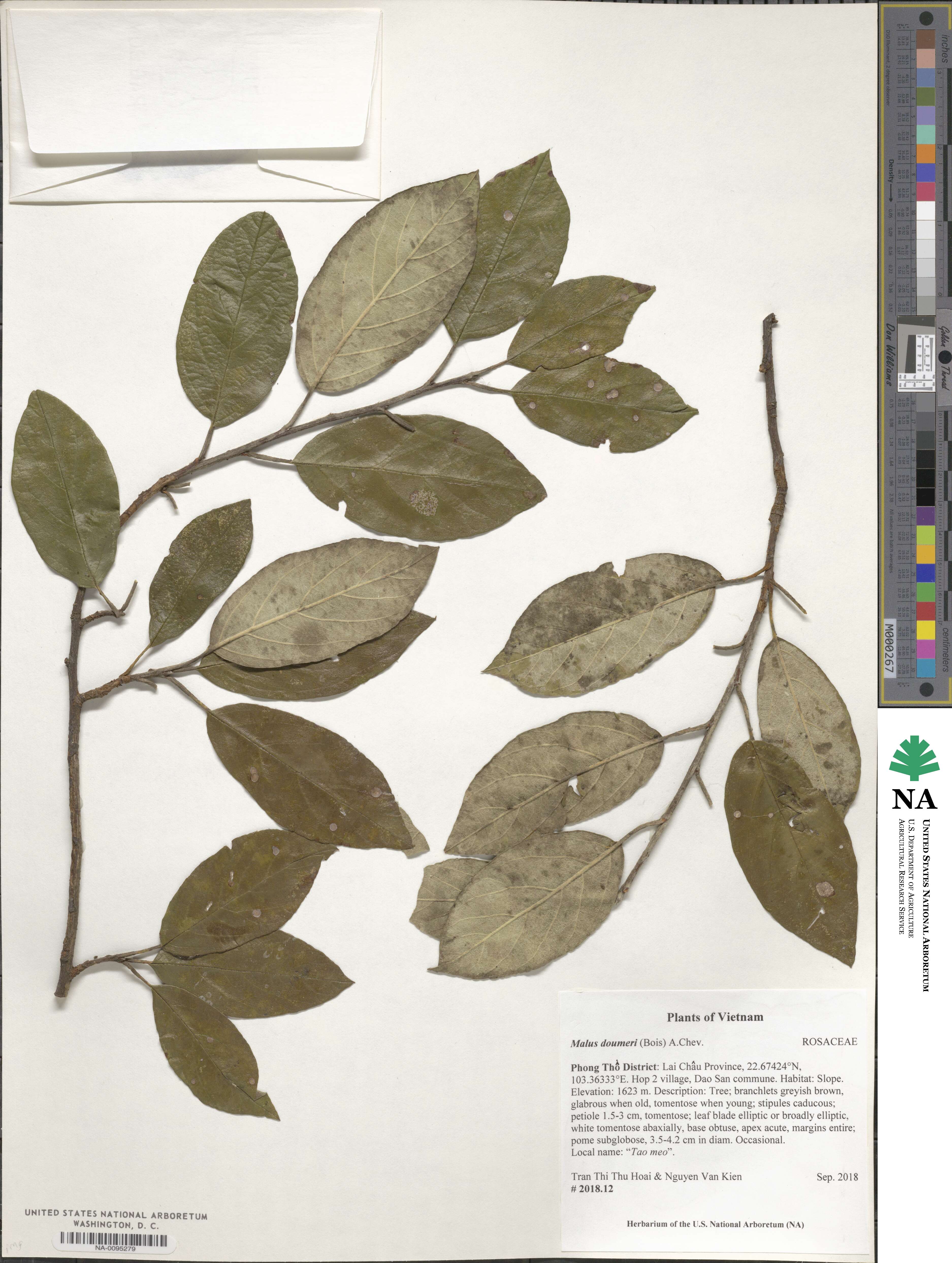 Malus doumeri image