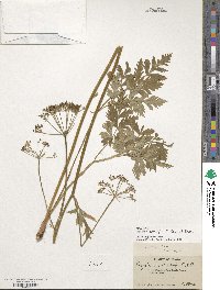 Ligusticum canbyi image