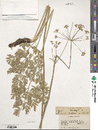 Ligusticum canbyi image
