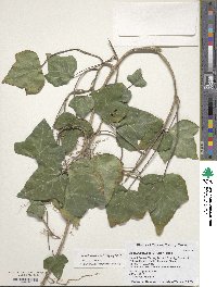 Hedera hibernica image