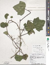 Hedera hibernica image