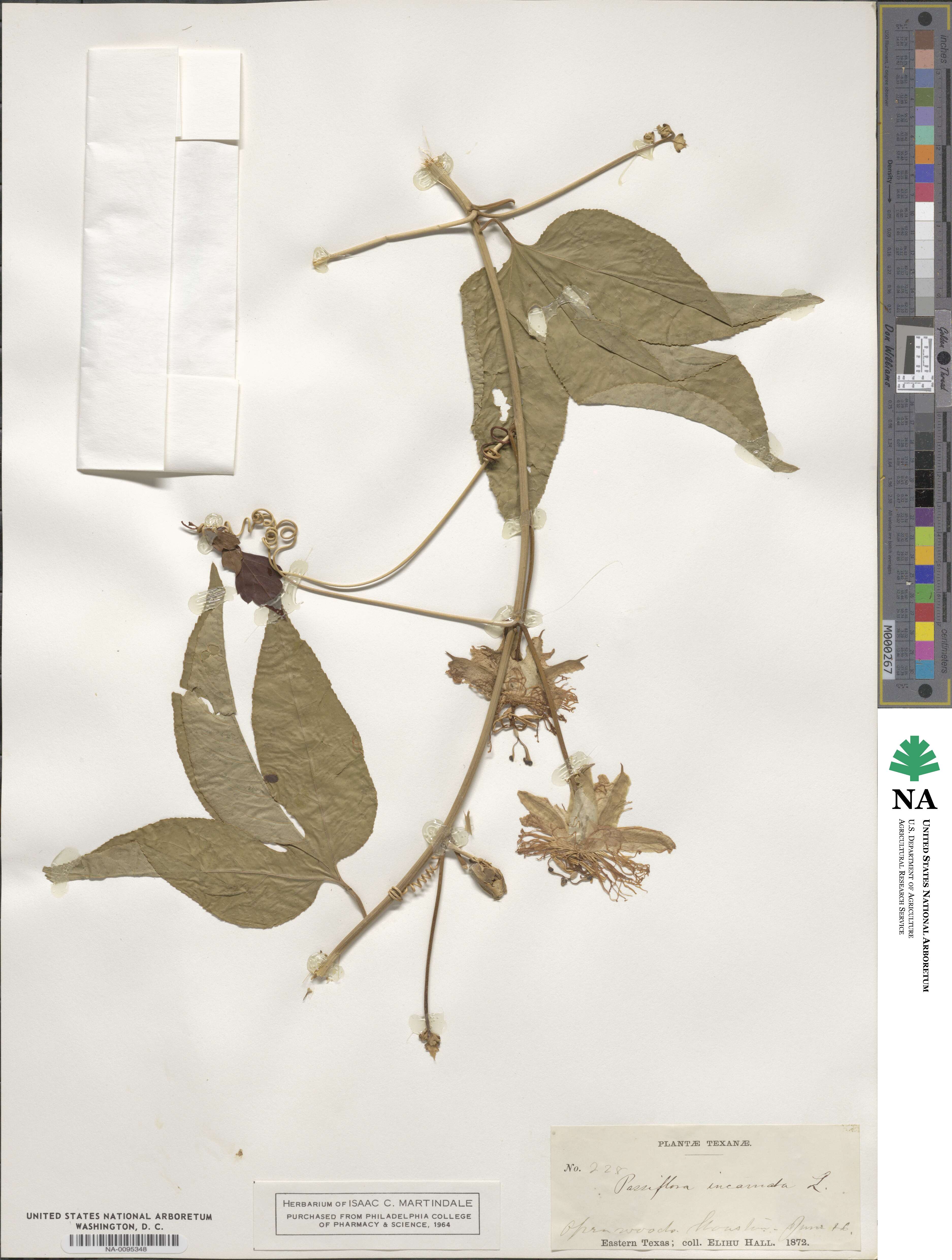 Passifloraceae image