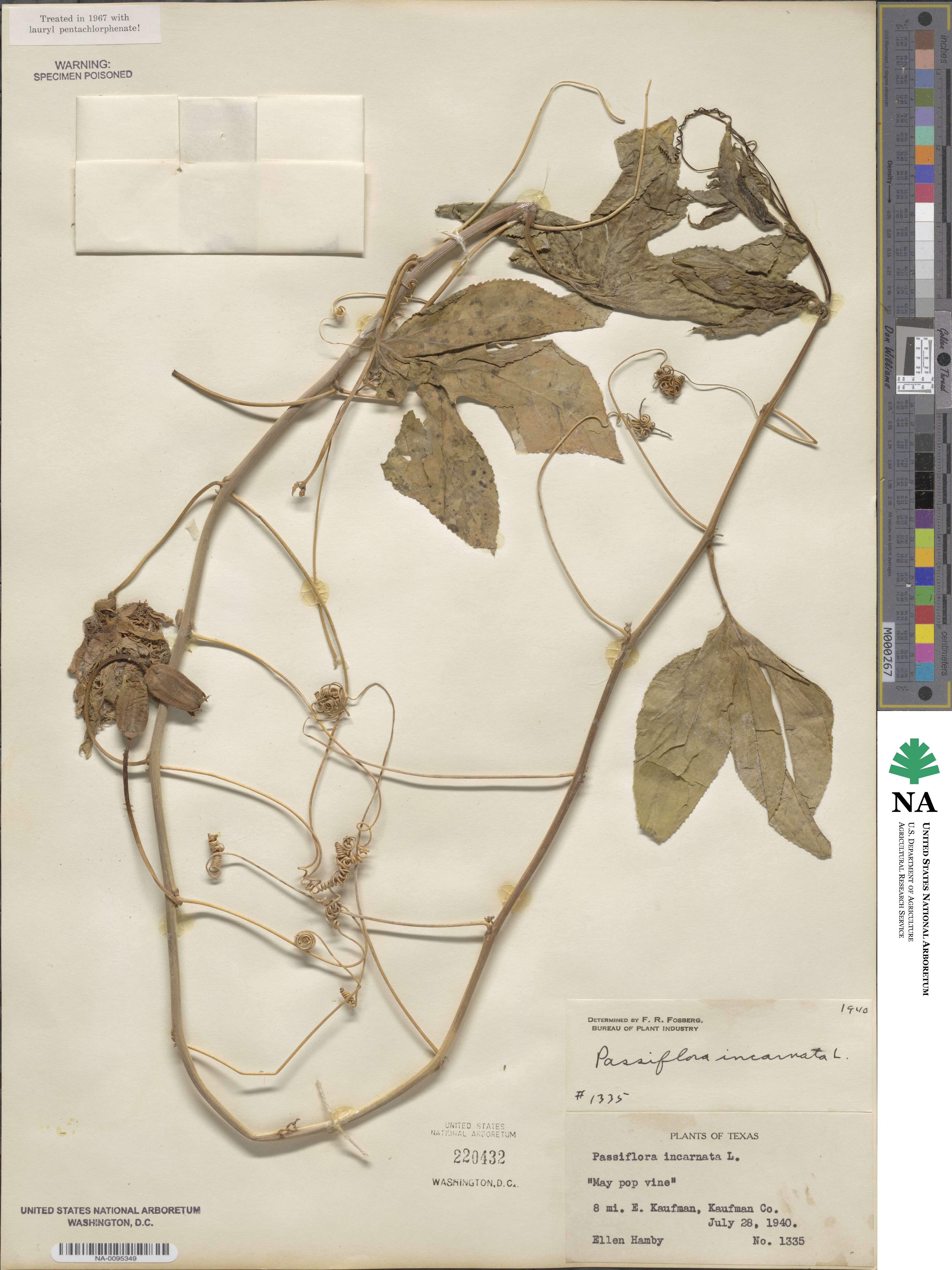 Passifloraceae image