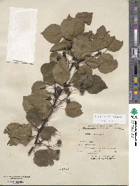 Pyrus calleryana image