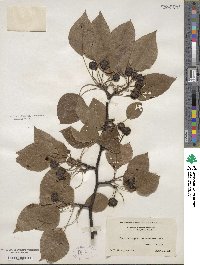 Pyrus calleryana image