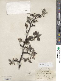 Pyrus calleryana image