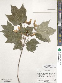 Acer nigrum image