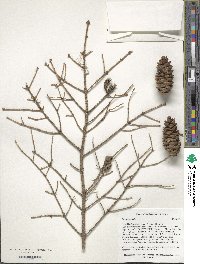 Picea orientalis image