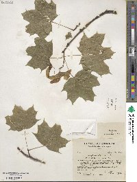 Acer platanoides image