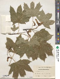 Acer platanoides image