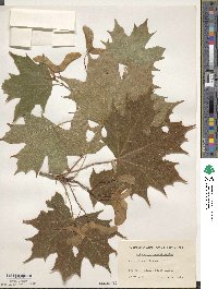 Acer platanoides image