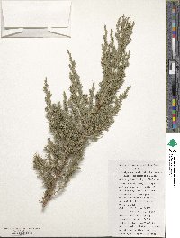 Juniperus horizontalis image