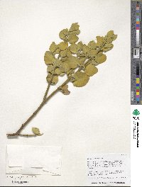 Phoradendron coryae image