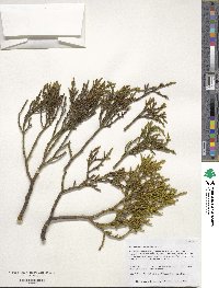 Phoradendron juniperinum image