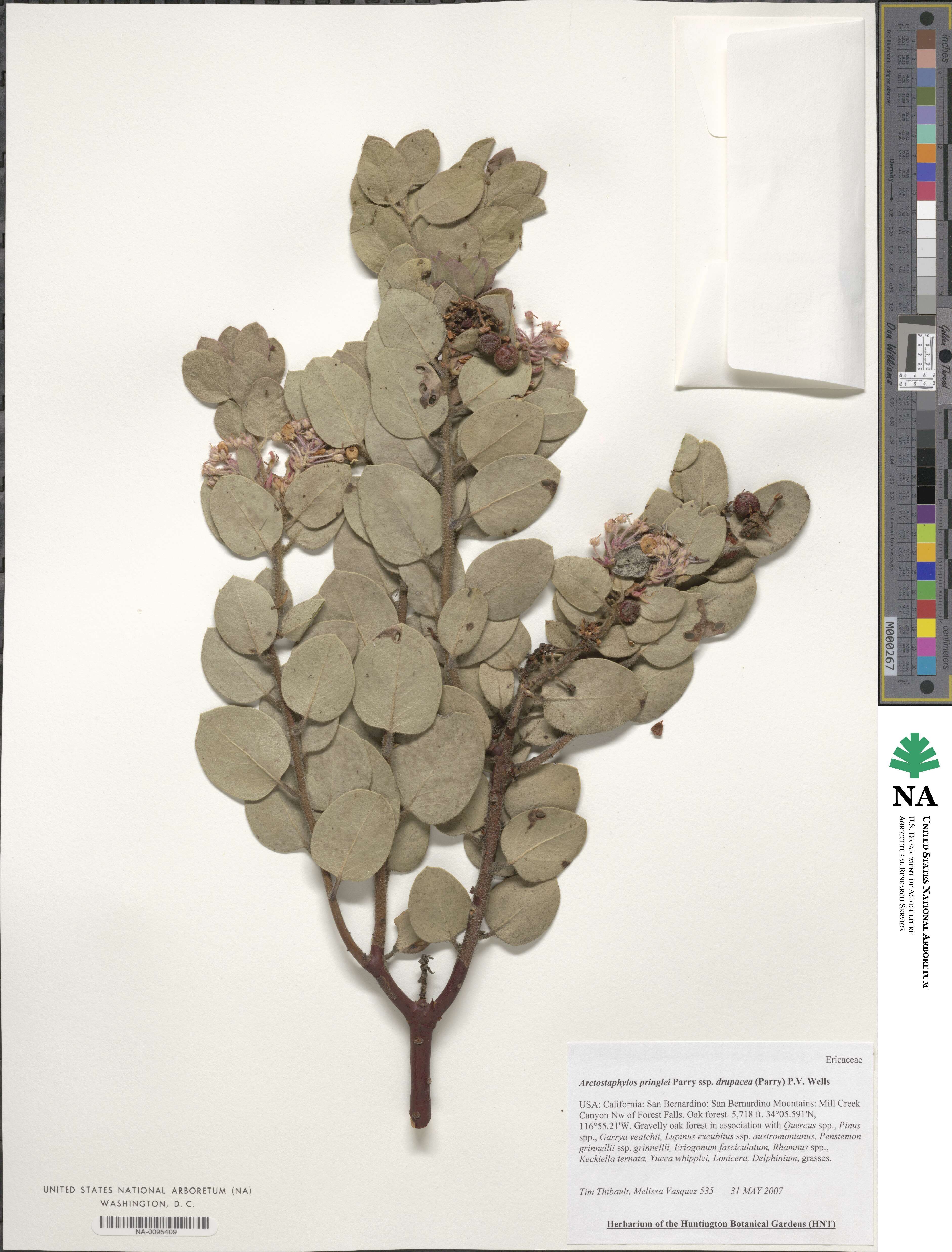 Arctostaphylos pringlei image