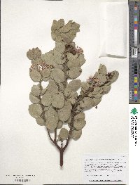 Arctostaphylos pringlei subsp. drupacea image