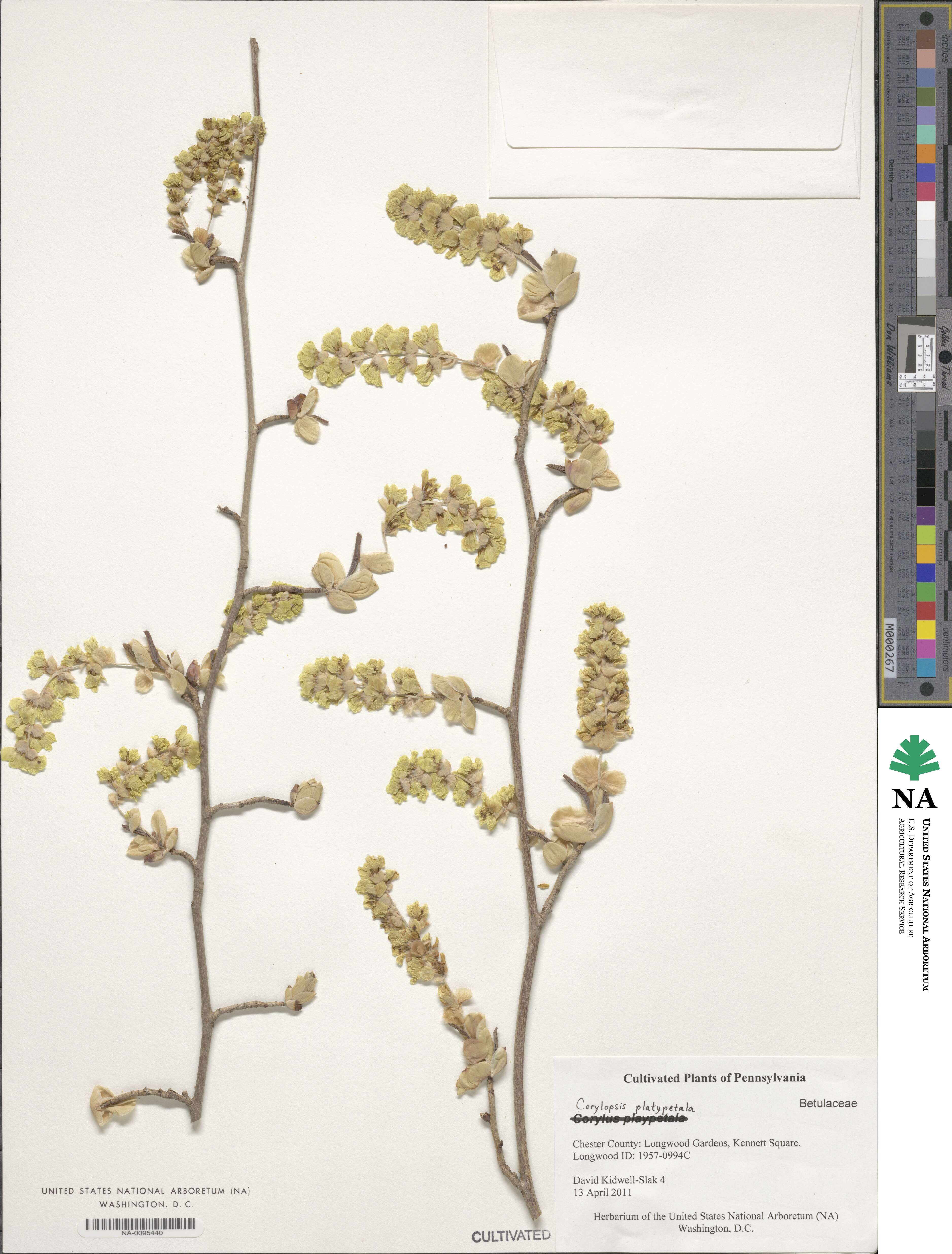 Corylopsis platypetala image