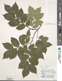 Celtis sinensis image