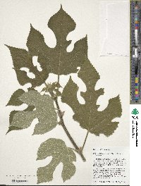 Broussonetia papyrifera image