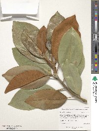 Magnolia grandiflora image